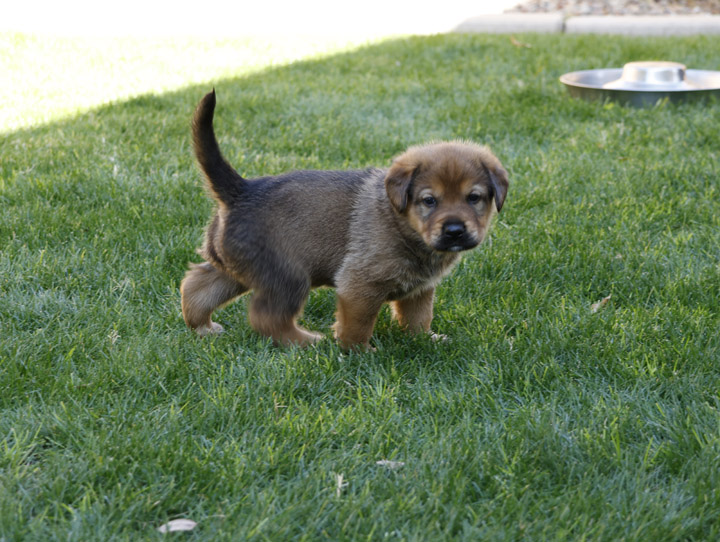 chinook dog